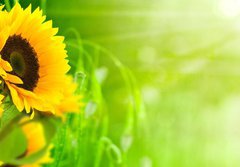 Fototapeta papr 184 x 128, 20124033 - nature et nergie - fleurs de tournesols sur fond vert - proda a energie
