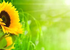 Samolepka flie 200 x 144, 20124033 - nature et nergie - fleurs de tournesols sur fond vert - proda a energie