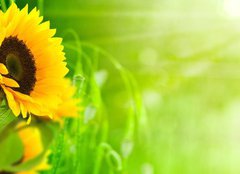Fototapeta papr 254 x 184, 20124033 - nature et nergie - fleurs de tournesols sur fond vert