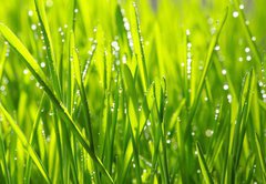 Samolepka flie 145 x 100, 20126936 - grass - trva