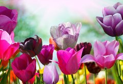 Fototapeta vliesov 145 x 100, 20169360 - Beautiful spring flowers, tulips