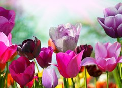 Fototapeta pltno 160 x 116, 20169360 - Beautiful spring flowers, tulips