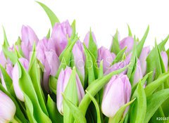 Fototapeta vliesov 100 x 73, 20187394 - Violet tulips isolated on white background