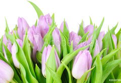 Fototapeta145 x 100  Violet tulips isolated on white background, 145 x 100 cm