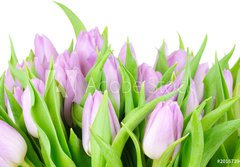 Fototapeta papr 184 x 128, 20187394 - Violet tulips isolated on white background