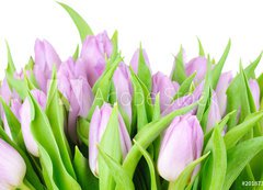 Fototapeta vliesov 200 x 144, 20187394 - Violet tulips isolated on white background - Violet tulipny izolovanch na blm pozad