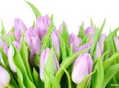 Fototapeta270 x 200  Violet tulips isolated on white background, 270 x 200 cm