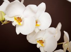 Fototapeta vliesov 100 x 73, 20241888 - Beautiful orchid on brown background