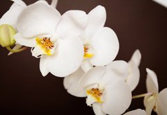 Fototapeta pltno 174 x 120, 20241888 - Beautiful orchid on brown background