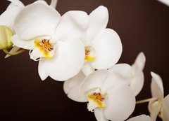 Samolepka flie 200 x 144, 20241888 - Beautiful orchid on brown background