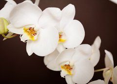 Fototapeta pltno 240 x 174, 20241888 - Beautiful orchid on brown background - Krsn orchidej na hndm pozad