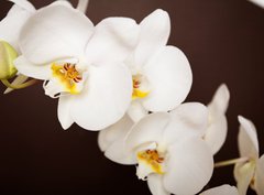 Fototapeta papír 360 x 266, 20241888 - Beautiful orchid on brown background - Krásná orchidej na hnědém pozadí