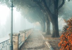Fototapeta174 x 120  A misty morning autumn landscape, an old park foggy alley. Great oak tree park alley, 174 x 120 cm