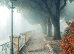 Fototapeta254 x 184  A misty morning autumn landscape, an old park foggy alley. Great oak tree park alley, 254 x 184 cm