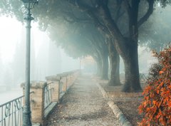 Fototapeta330 x 244  A misty morning autumn landscape, an old park foggy alley. Great oak tree park alley, 330 x 244 cm