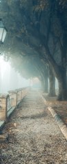 Samolepka na dveře fólie 90 x 220, 202723987 - A misty morning autumn landscape, an old park foggy alley. Great oak tree park alley - Zamlžené podzimní krajina, mlhavá alej starého parku. Velká dubová parková alej