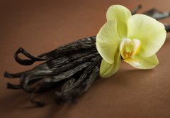 Fototapeta vliesov 145 x 100, 20326505 - Beautiful Vanilla - Krsn vanilka