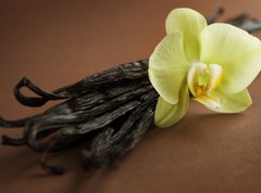 Samolepka flie 270 x 200  Beautiful Vanilla, 270 x 200 cm