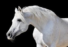 Samolepka flie 145 x 100, 20437114 - white horse isolated on black