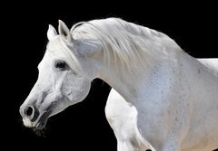 Fototapeta papr 184 x 128, 20437114 - white horse isolated on black - bl k izolovanch na ernm
