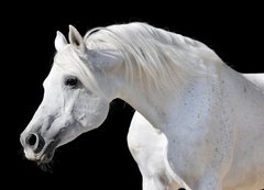 Samolepka flie 200 x 144, 20437114 - white horse isolated on black - bl k izolovanch na ernm