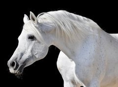 Samolepka flie 270 x 200, 20437114 - white horse isolated on black