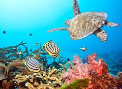 Samolepka flie 100 x 73, 20449790 - Butterflyfishes and turtle - Butterflyfishes a elva