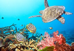 Samolepka flie 145 x 100  Butterflyfishes and turtle, 145 x 100 cm
