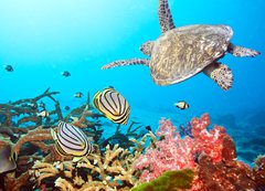 Samolepka flie 200 x 144, 20449790 - Butterflyfishes and turtle - Butterflyfishes a elva
