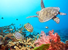 Samolepka flie 270 x 200, 20449790 - Butterflyfishes and turtle