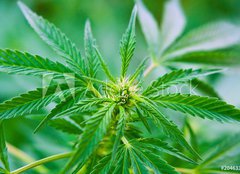 Fototapeta plátno 160 x 116, 20463346 - Cannabis - Konopí