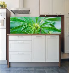 Fototapeta do kuchyn flie 180 x 60, 20463346 - Cannabis - Konop