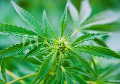 Fototapeta papr 184 x 128, 20463346 - Cannabis - Konop