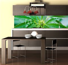 Fototapeta do kuchyně fólie 260 x 60, 20463346 - Cannabis - Konopí
