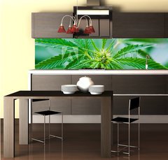 Fototapeta do kuchyn flie 260 x 60  Cannabis, 260 x 60 cm