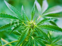 Fototapeta papr 360 x 266, 20463346 - Cannabis