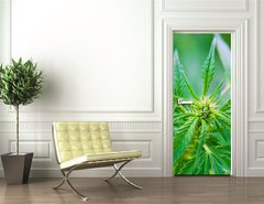 Samolepka na dvee flie 90 x 220, 20463346 - Cannabis - Konop