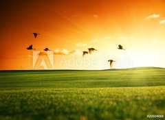 Samolepka flie 100 x 73, 20504008 - field of grass and flying birds - pole trvy a ltajcch ptk