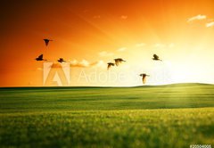 Samolepka flie 145 x 100, 20504008 - field of grass and flying birds - pole trvy a ltajcch ptk