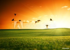 Fototapeta papr 160 x 116, 20504008 - field of grass and flying birds