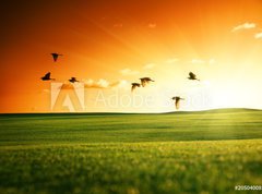 Fototapeta vliesov 270 x 200, 20504008 - field of grass and flying birds