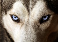 Fototapeta100 x 73  Close view of blue eyes of an Husky or Eskimo dog., 100 x 73 cm