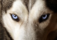 Fototapeta145 x 100  Close view of blue eyes of an Husky or Eskimo dog., 145 x 100 cm