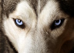 Fototapeta160 x 116  Close view of blue eyes of an Husky or Eskimo dog., 160 x 116 cm