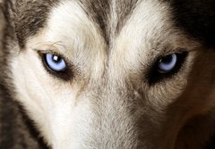 Fototapeta184 x 128  Close view of blue eyes of an Husky or Eskimo dog., 184 x 128 cm