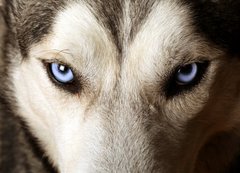 Samolepka flie 200 x 144, 20504751 - Close view of blue eyes of an Husky or Eskimo dog.
