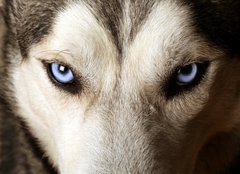 Fototapeta pltno 240 x 174, 20504751 - Close view of blue eyes of an Husky or Eskimo dog.