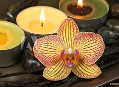 Samolepka flie 100 x 73, 20507256 - Orchid and vanilla in spa therapy