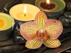 Fototapeta vliesov 270 x 200, 20507256 - Orchid and vanilla in spa therapy