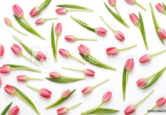 Samolepka flie 145 x 100, 205206437 - Pink tulip pattern on the white bacjkground.